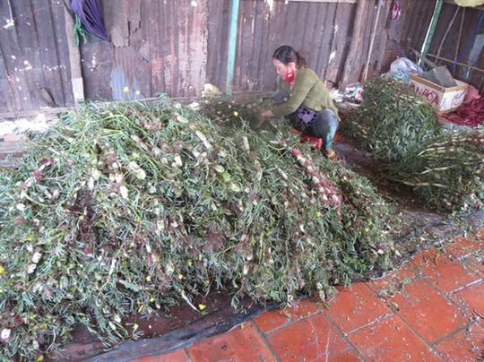 Trồng[-]rau[-]nhút[-]kiếm[-]300[-]triệu[-]đồng/năm